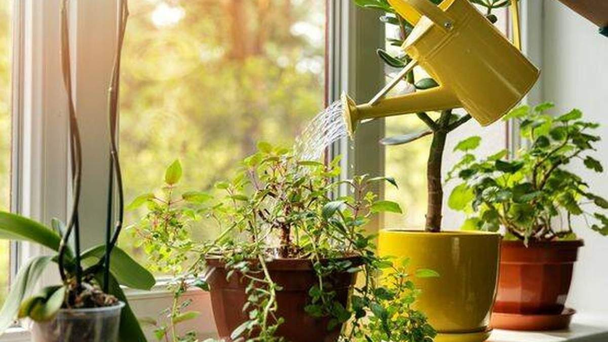 Plantas. Fuente: (Instagram)