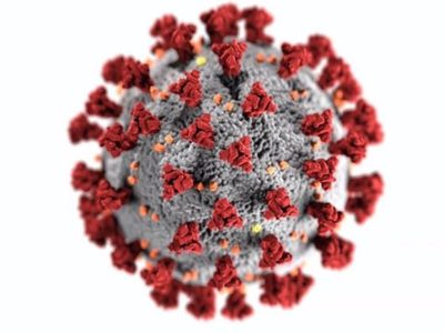 Este es el nuevo virus descubierto capaz de infectar como el SARS-CoV-2