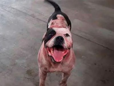 No sacrificarán al Pitbull que casi le arranca el brazo a un presunto ladrón