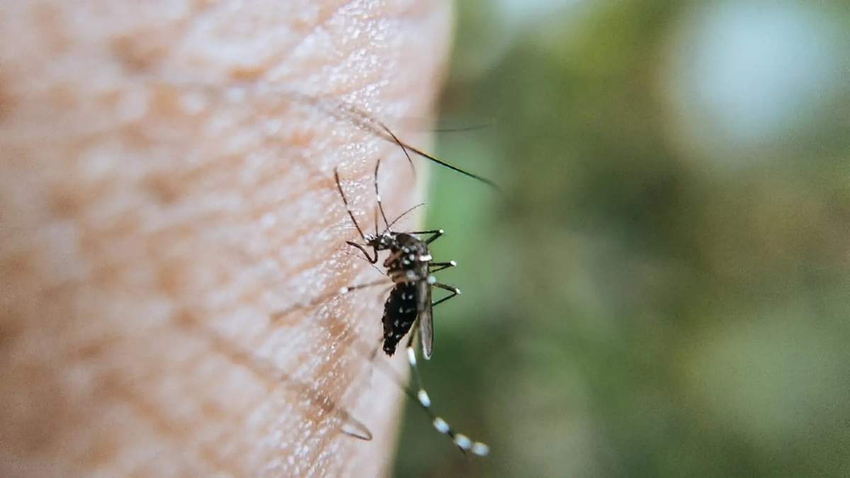 Mosquitos. Fuente: (Twitter)