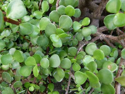 Plantas: si tu Árbol de la abundancia tiene las hojas y los troncos muy delgados, este secreto lo hará más fuerte
