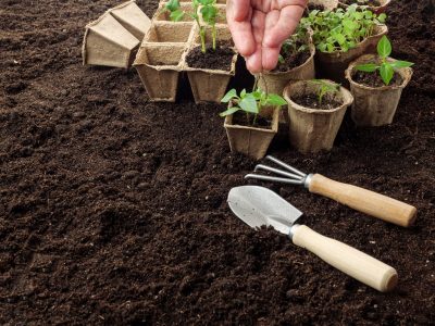 2 plantas que podés reproducir muy fácil en otoño para decorar el jardín