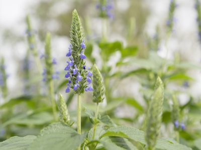Más fácil de lo que creías: el truco para cultivar chía en casa y disfrutala en tu propia huerta sin problemas