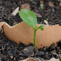 No cometas este error al poner cáscaras de huevo en tus plantas: el secreto de los jardineros para que realmente sea efectivo