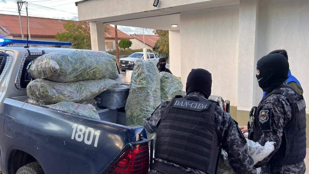 Efectivos descargan la marihuana secuestrada durante el operativo. Fuente: (X)