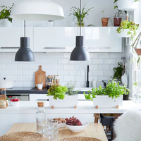 Si querés una planta colgante y fabulosa para el interior de tu hogar, estas son perfectas