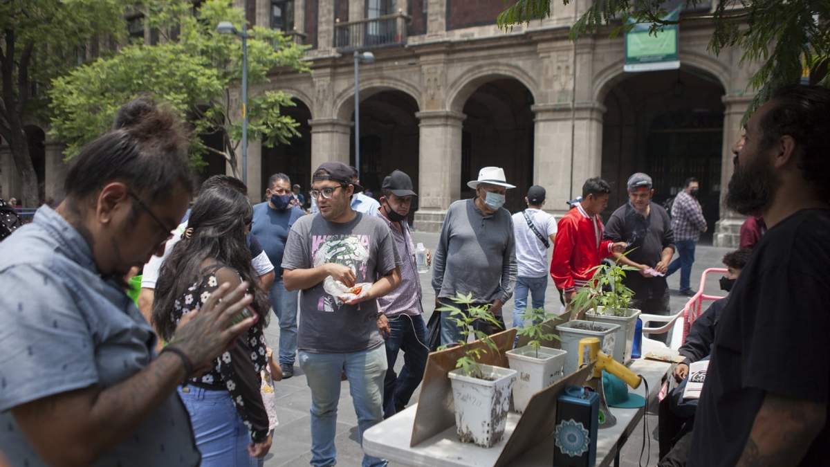 El Movimiento Canábico frente a la Suprema Corte