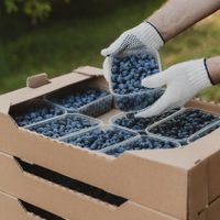 Tecnificación agrícola impulsa el boom de las berries en México
