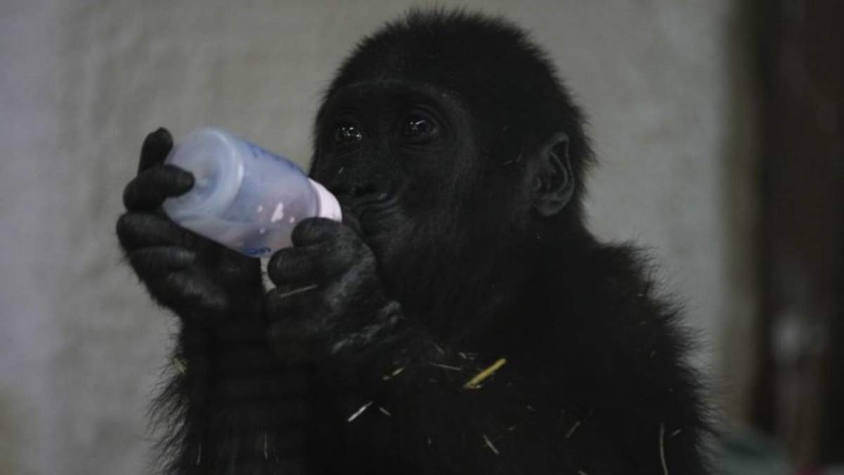 Zeytin, un bebé gorila macho de 5 meses que fue rescatado en el aeropuerto de Estambul, bebe leche en una sección especialmente creada de un zoológico, en Estambul, Turquía, el domingo 12 de enero de 2025