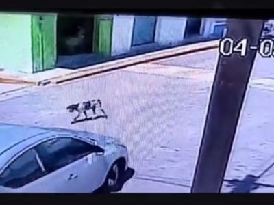Primo de alcalde poblano es exhibido cuando atropella a propósito a un perro (Video)