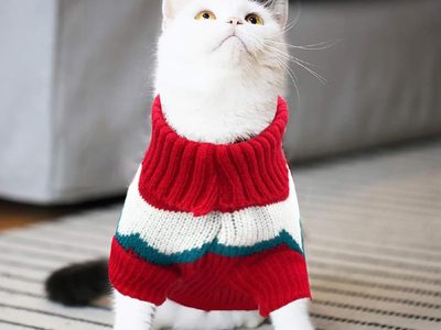¿Los gatos necesitan usar chaleco en invierno?