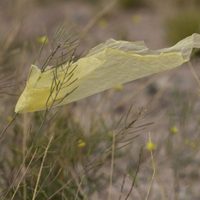Clima en Neuquén: lunes con ascenso de temperatura y fuertes vientos