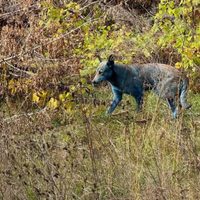 Descubren perros de color azul en Chernóbil