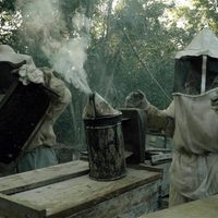 La lucha de los apicultores mayas contra Monsanto