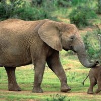 Un elefante mata a una mujer y luego ataca su cadáver durante el funeral en India