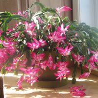 Cactus de Navidad: los trucos infalibles para librar a la planta de plagas y mantenerla hermosa