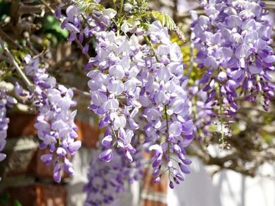 Lográ un verdadero oasis en tu jardín con esta planta de llamativas flores largas y de delicioso aroma