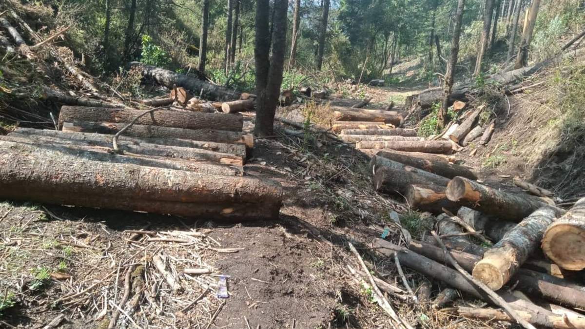 Tala ilegal en las Lagunas de Zempoala