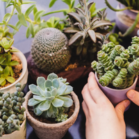 Las tres plantas que absorben las malas energías y mantendrán tu hogar limpio