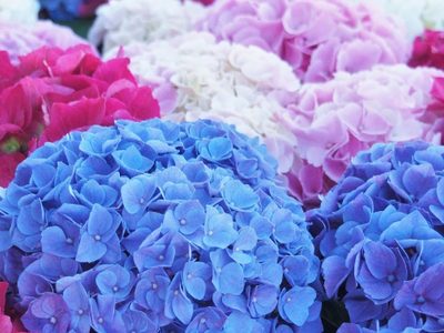 Cuándo tengo que podar mis hortensias: cuáles son las señales y los secretos para que crezcan rozagantes tras la poda