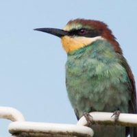 El cambio climático impactará con severidad en las aves para 2080