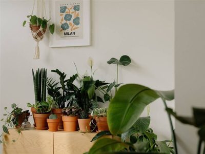 A prueba de todo: las plantas que sobreviven con pocos cuidados y son perfectas para atraer la buena suerte a tu casa