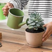 Plantas: el trucazo para regar tus suculentas en pocos minutos y sin dañar sus hojas