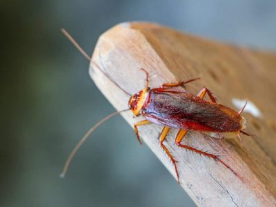 Mitos y verdades sobre las cucarachas: el insecto con mala fama que esconde un poderoso mensaje si aparece en casa