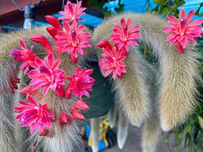 Cómo reproducir y multiplicar tu Cactus Cola de Mono, la particular suculenta que está de moda