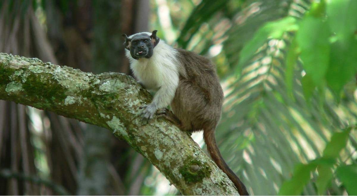 Saguinus bicolor