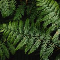 La planta que vive mejor afuera que dentro de casa, atrae la fortuna y necesita poco mantenimiento