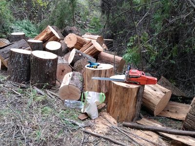 Río Negro avanza contra la tala ilegal: incorporarán cuatro inspectores en la zona andina
