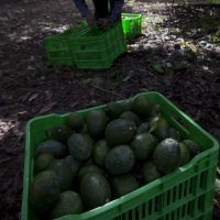 EU recibe menos aguacates de México, lo que afecta al guacamole para el Super Bowl. ¿Por qué?