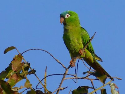 Curiosidades del Calancate cabeza azul, el loro pampeano que llama la atención por su colorido plumaje y su agudo canto