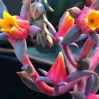 Suculentas: dos trucos infalibles y caseros para que florezcan esta primavera