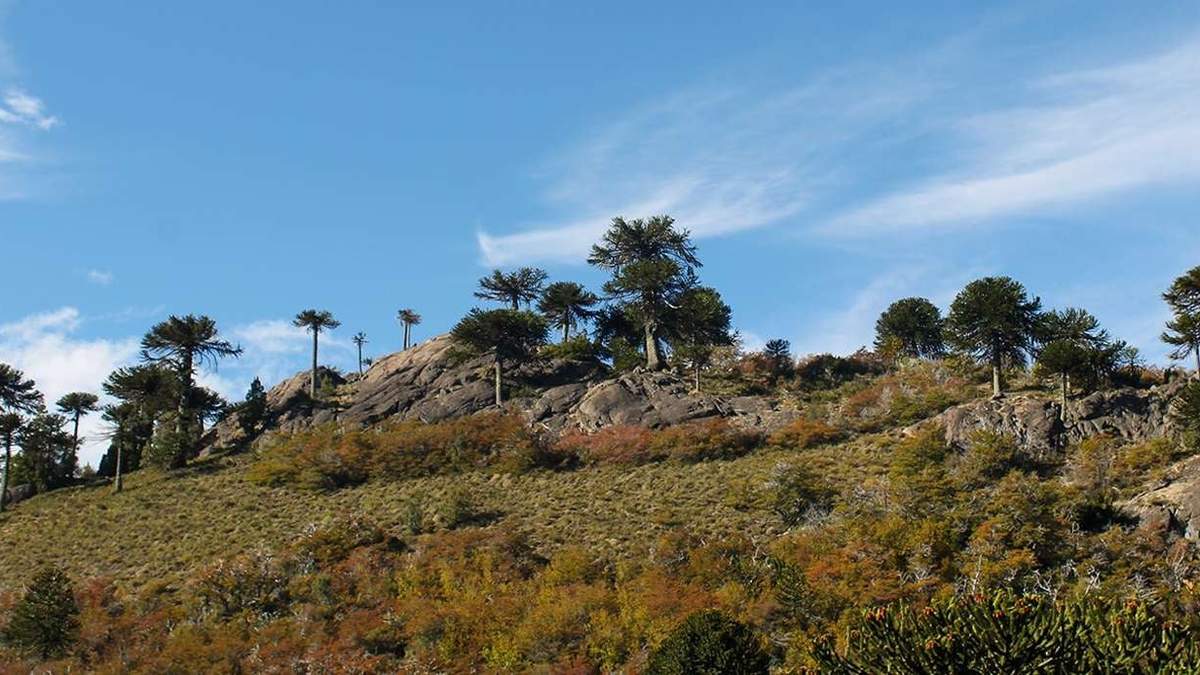 Bosque nativo de araucarias en Neuquén. Fuente: (Twitter)