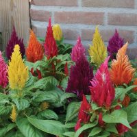 Dura mucho y es fácil de cuidar, la planta que da las flores más hermosas en verano o invierno