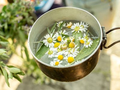 Cuáles son las plantas que ayudan a tener una piel saludable y más lozana