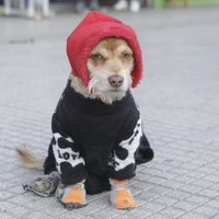 Clima en Neuquén: el viernes tendrá heladas, viento fuerte y cielo variable