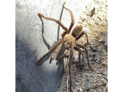 Avistamiento de una tarántula gigante provoca accidente automovilístico