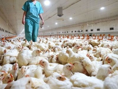 Detectan el tercer caso de gripe aviar en la provincia de Neuquén