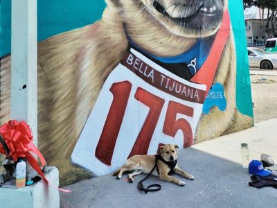Fiscalía de BC hará una necropsia al perrito “Chicles” para determinar la causa de su muerte