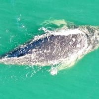 Una ballena jorobada brindó un show natural en Las Grutas