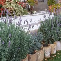 La planta de moda que tenés que usar si querés ahuyentar para siempre las polillas de tu casa