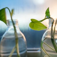 No necesitás un jardín o un gran balcón: las plantas que crecen rapidísimo en agua y esconden muchas propiedades