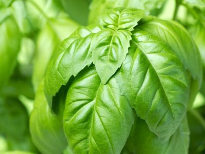 Cómo mantener y cuidar tu planta de albahaca para que esté sana y rozagante todo el año