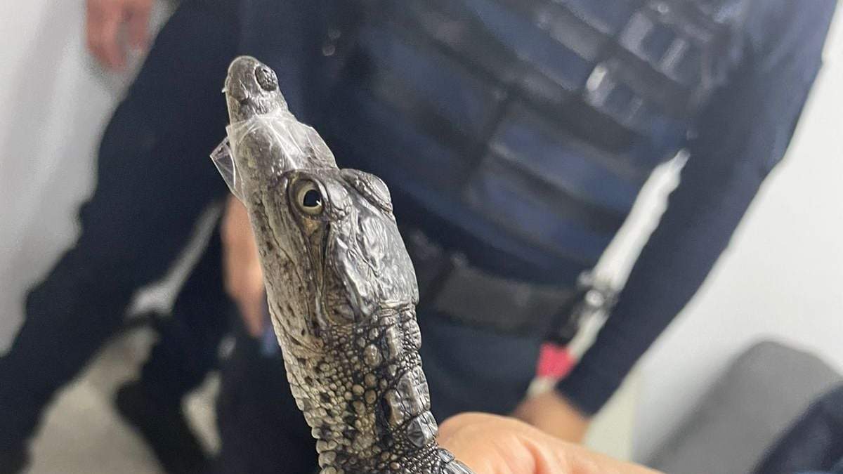 Especialistas resguardan a un pequeño cocodrilo hallado en la Línea B del Metro