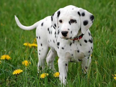 Curiosidades sobre el dálmata, el perro originario de Croacia que tiene su propia película