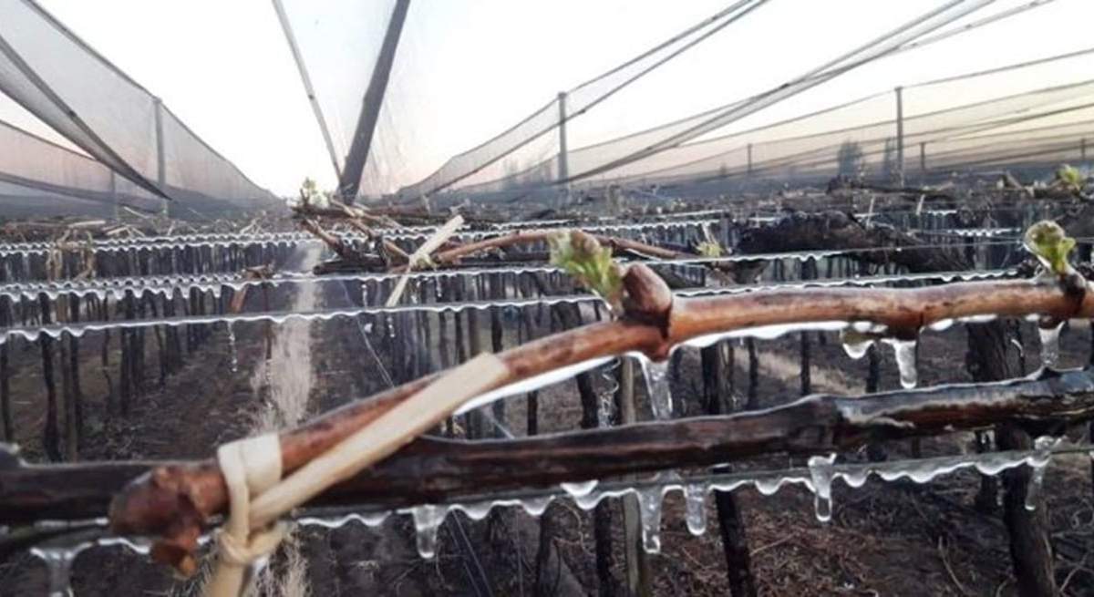 Declararon emergencia agropecuaria en 13 departamentos de Mendoza