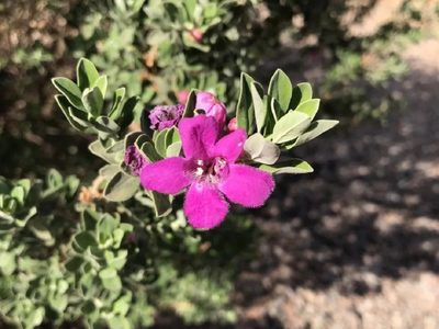 La planta todoterreno que no necesita mantenimiento, crece en lugares difíciles y regala las flores más hermosas